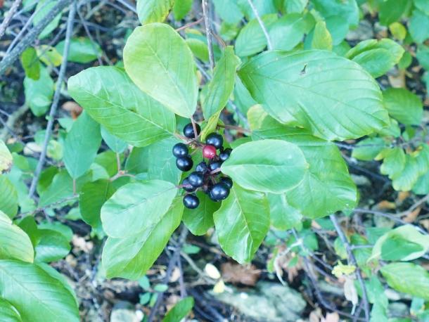black berries, unripe red berry, glossy leaves