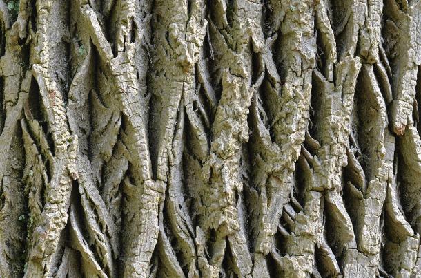 deeply scored bark of mature white ash