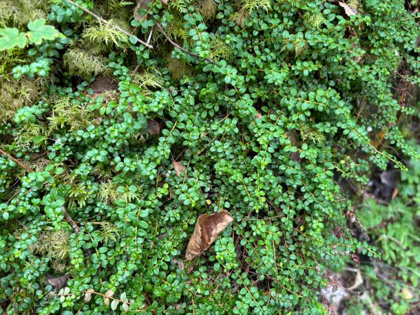 creeping shrub