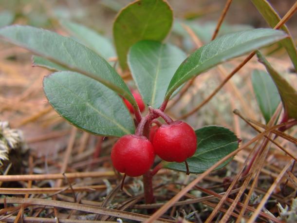 red berries of wintergreen