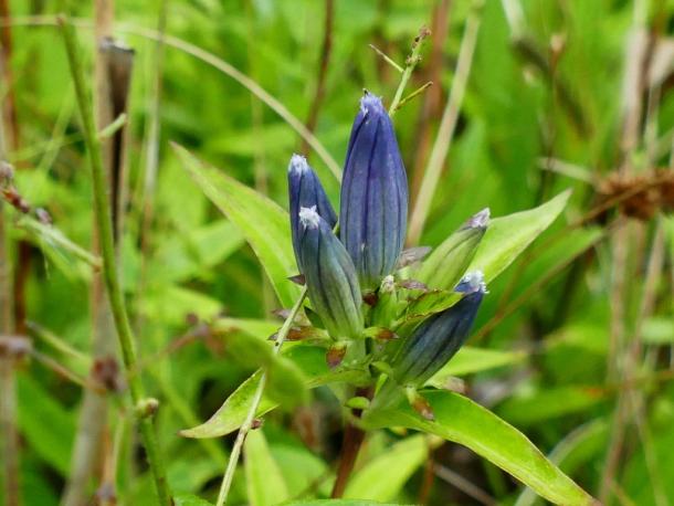 Gentiana andrewsii early flowers and buds