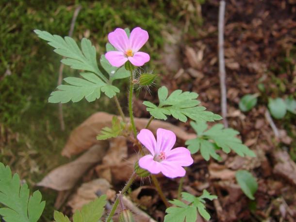 small pink flowers