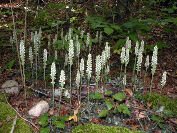 a group of white candle-like flower spikes