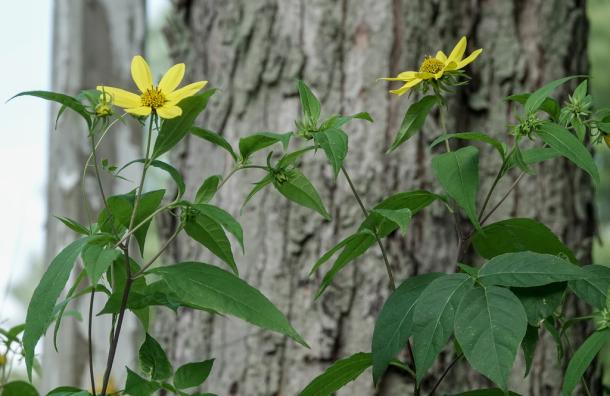 yellow flowers with alternate leaves
