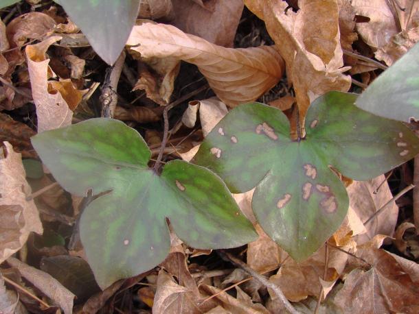 pointed tips on three lobed leaf