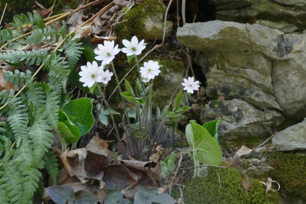 white hepatica acutiloba flowers