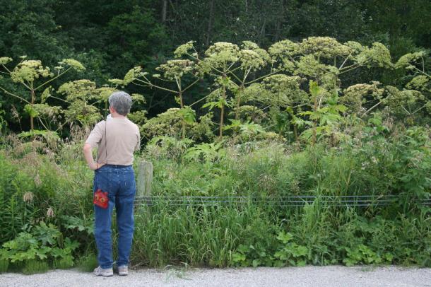 giant hogweed plants in flower compared to woman
