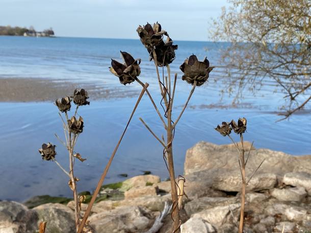 dried seed pods 