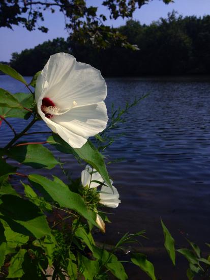 white form of swamp rose mallow