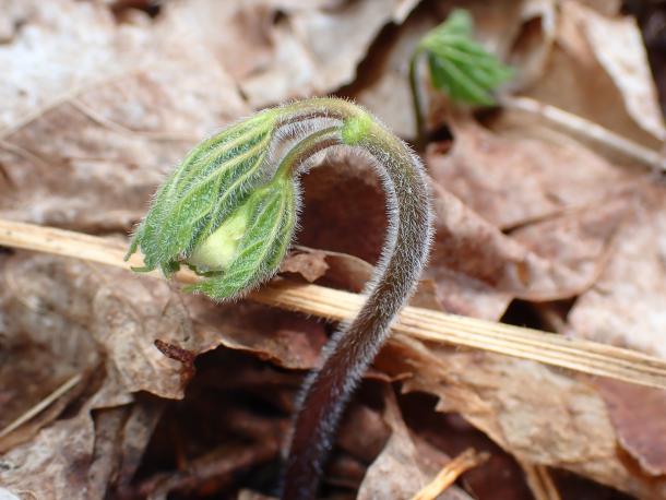 emerging plant in spring
