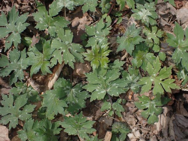 highly lobed leaves with "water spots" in spring