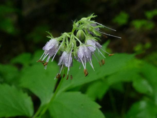 pink flowers with extended stamens