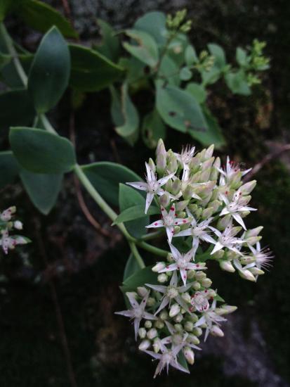white flowers with red pollen dots and succulent foliage