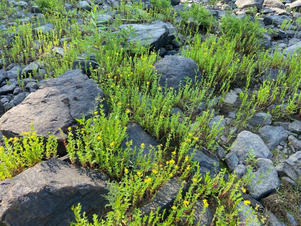 dense low plants among rocks