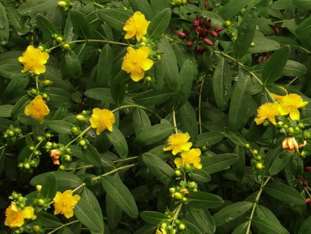 yellow flowers on shrub
