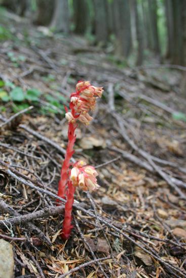 red pinesap - red stem with pink flower cluster