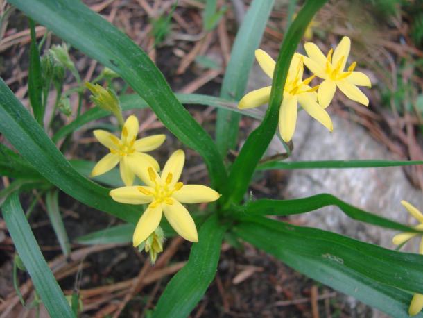 bright yellow flowers with thin grass like leaves