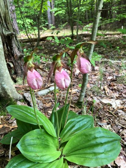 Pink lady slipper orchid grows in dappled shade in rich woods.
