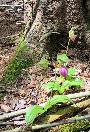 Pink lady slipper orchid protected (a bit) from deer by tree.