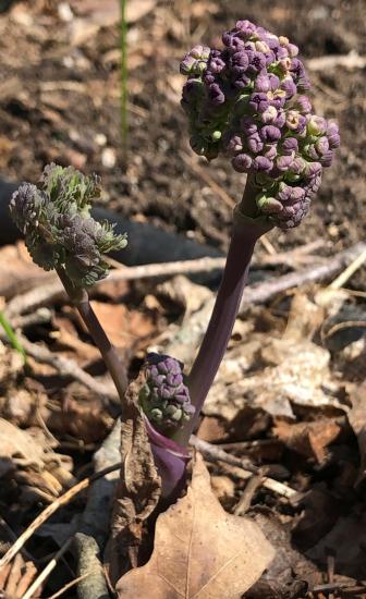 purple broccoli appearance of emerging flower