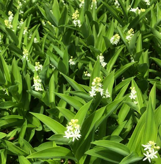 dense stand of starry Solomon's seal