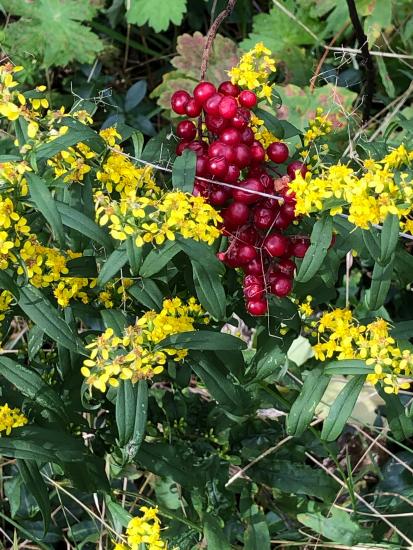 red berries in yellow flowers (goldenrod)