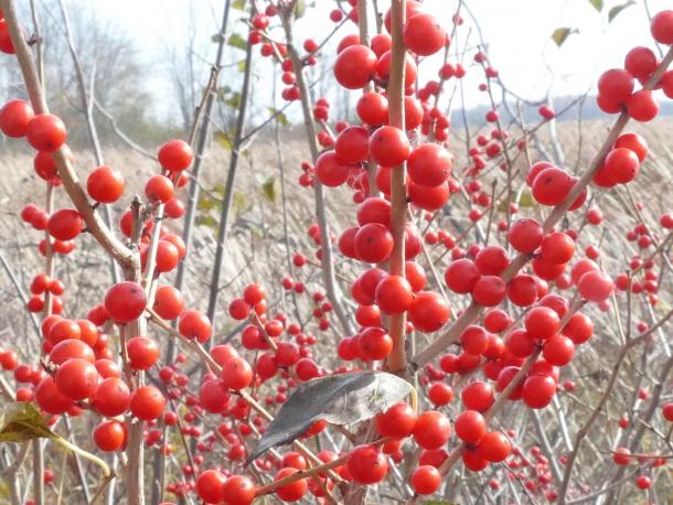 bright red berries on bare branches