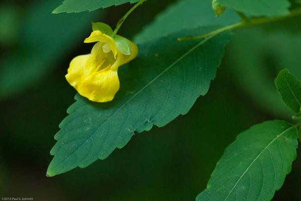 pale jewelweed is often found in slightly drier habitats than orange jewelweed, but does need lots of moisture