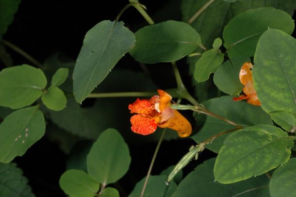 speckled orange flower