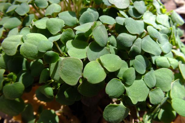 crowd of little seedlings