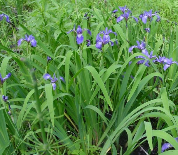 field of blue iris