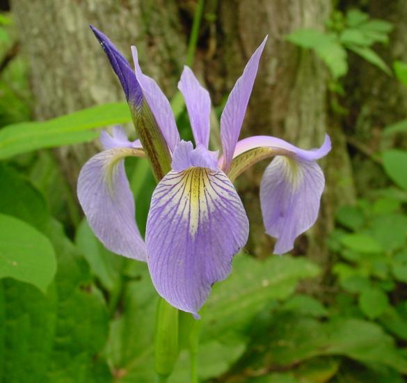 closeup of pale lavender iris