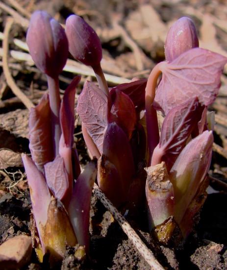 red leaves wrapped around red buds