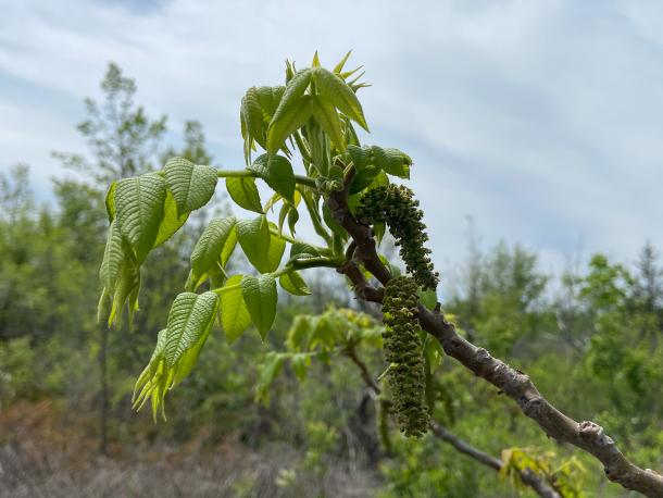 emerging leaves and catkins