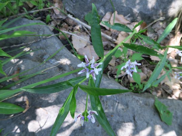 white & purple flowers on stalk with thin leaves