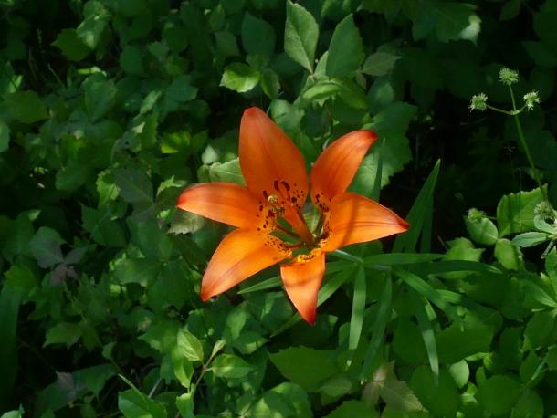 bright orange lily flower, thin leaves