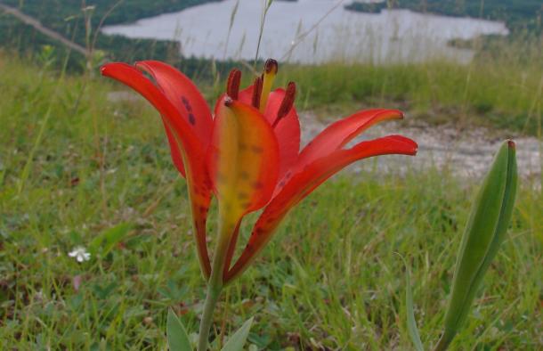 lily flower, red form with yellow highlight on outside