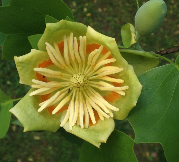 yellow flower, orange center, prominent stamens