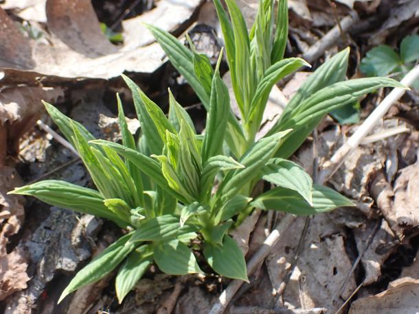 pointed leaves in emerging cluster