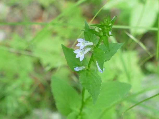 small blue lobelia shaped flowers