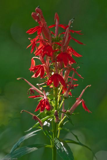 cardinal flower is a magnet for hummingbirds
