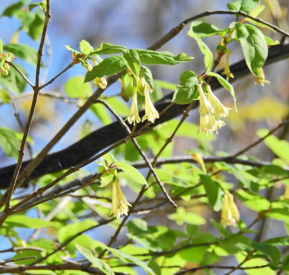 pairs of light yellow funnel flowers hang from leaves