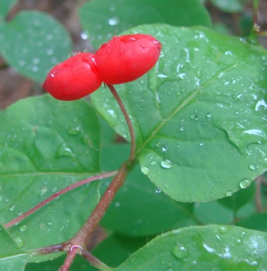 two red berries touch at bottom, points opposite