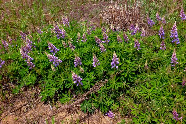 clump of purple/blue lupines