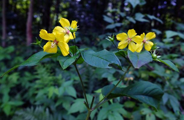 small serrated petal edges, yellow flower