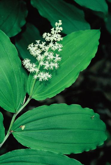 Solomon's plume has more flowers than starry Solomon's Seal, thus more red berries!