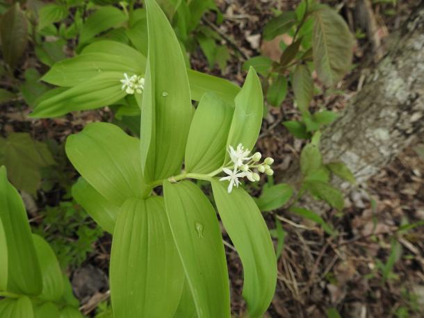 alternate clasping leaves, white flowers end of stalk