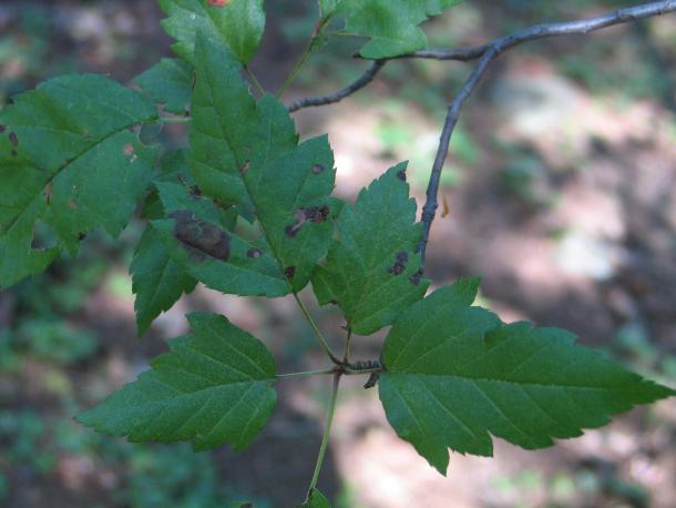 highly serrated leaves