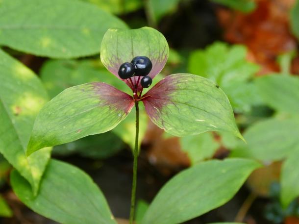 black berries above triple leaves w/red centers
