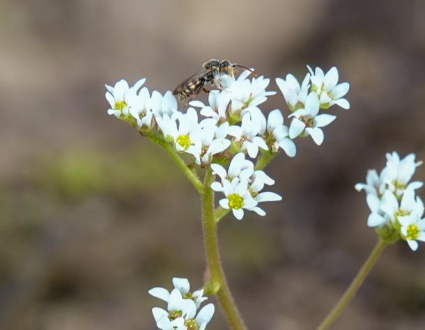 closeup of white flowers in umbel, with wasp